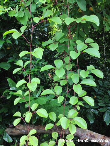 Causonis trifolia