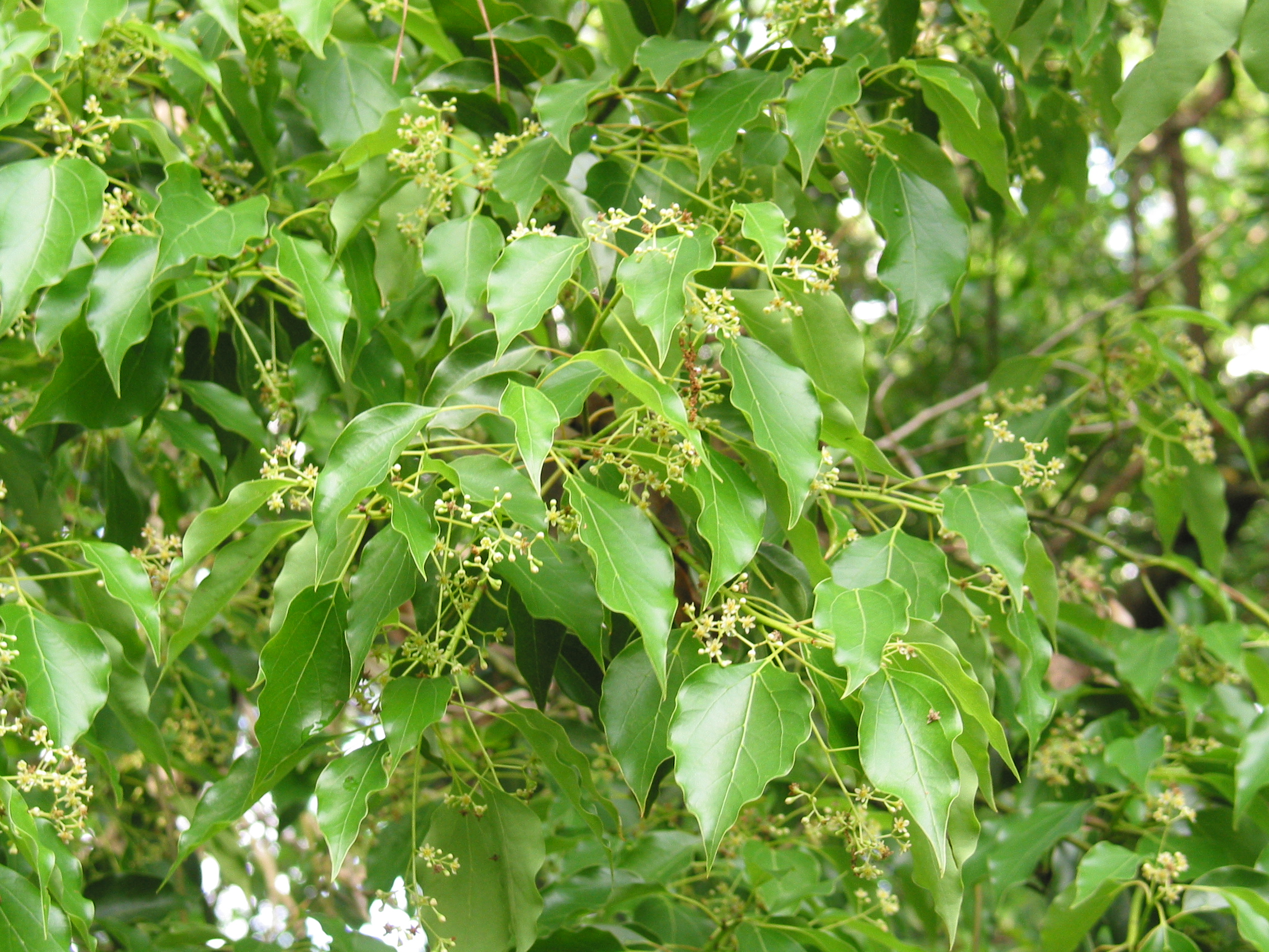 Glossy leaves and small pedunculate flowers.
