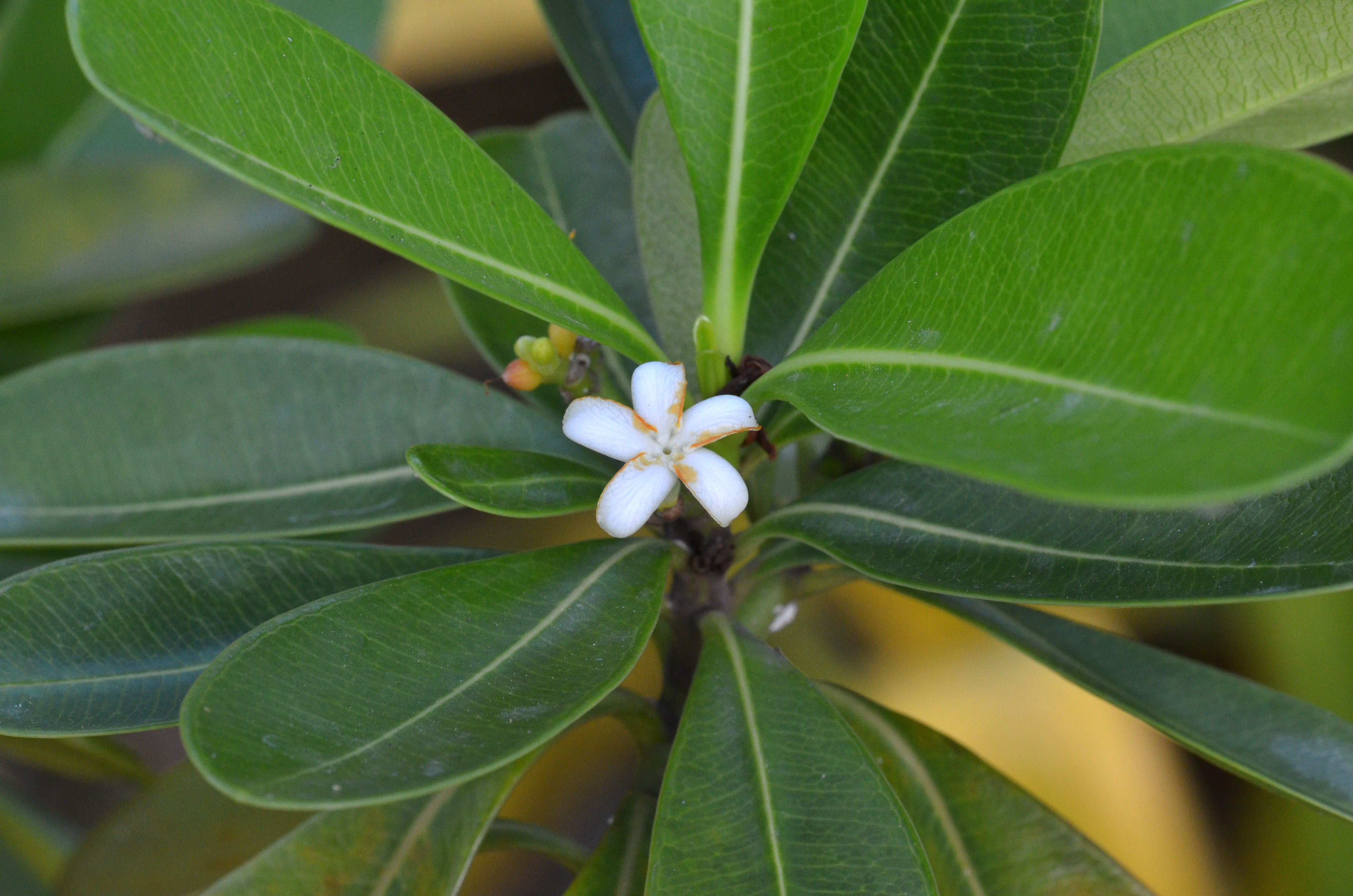 Close up of white flower and whorled leaves