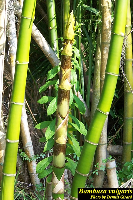 Three bamboo stem with typical green stems with some brown and aged stems in the background