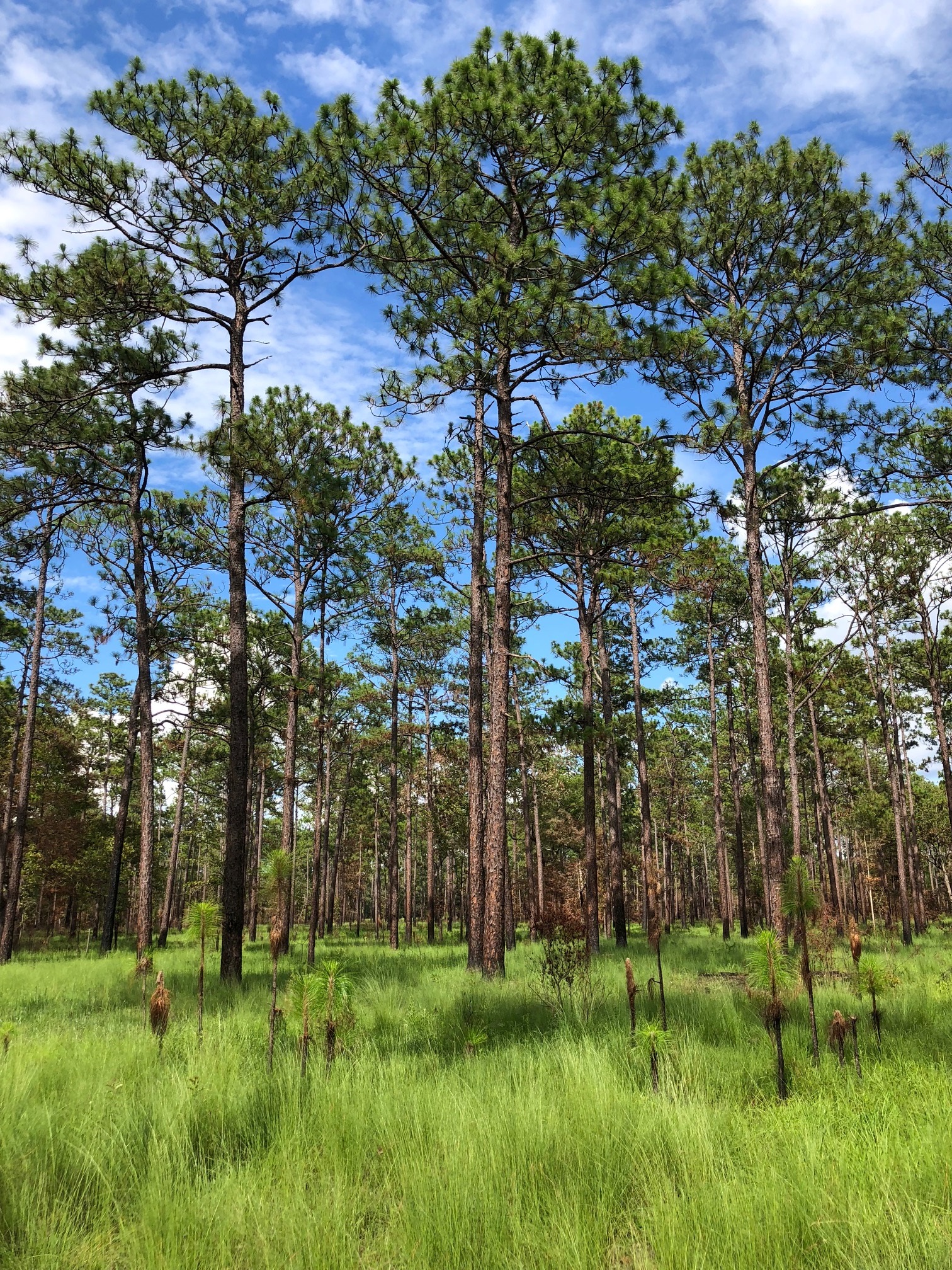 A longleaf ecosystem in Apalacheee Wildlife Management Area