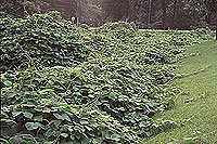 Kudzu