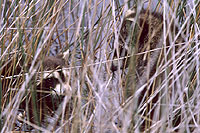 Raccoons