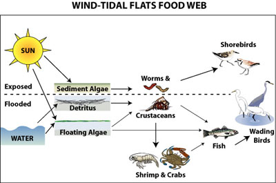 Food Web