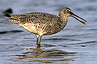 Willet