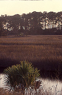 Salt marsh