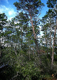 Sand Pine Scrub