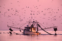 Shrimper