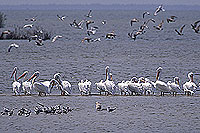 Pelicans