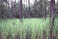 Cogon Grass