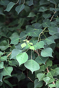 Chinese tallow tree