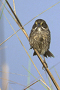 Seaside Sparrow