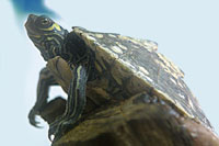 Barbour's Map Turtle