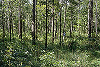 Upland Hardwood