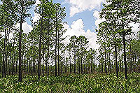 Pine Flatwoods