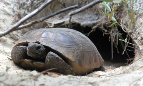 Gopher tortoise