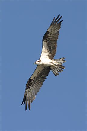 Osprey