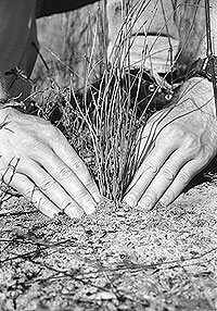 Hand-planting