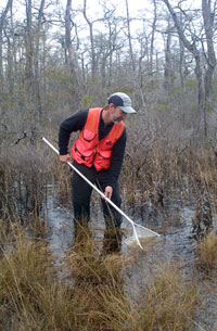 Looking for larvae