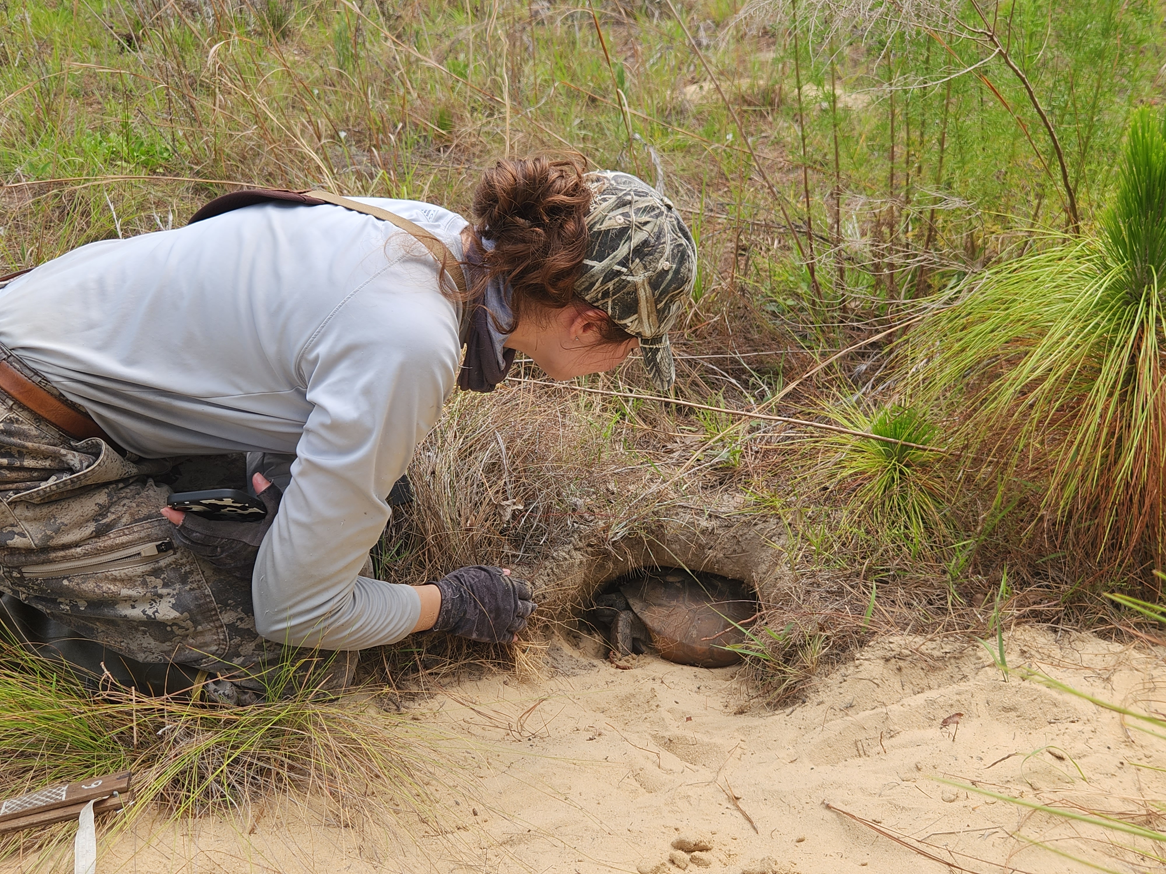 A women kneels in front of a gopher tortoise burrow while a gopher tortoise is in the entrance.