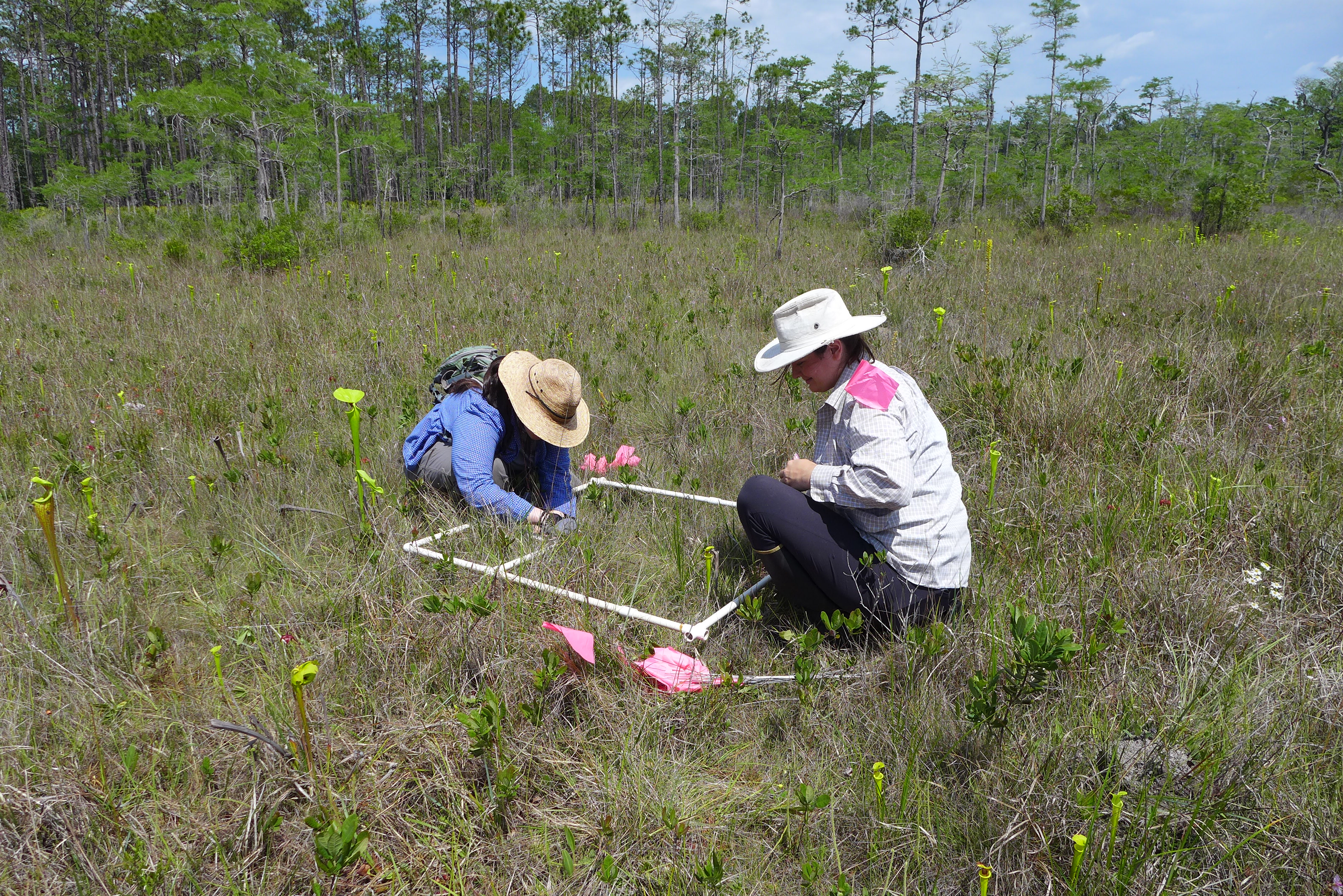 Two women crouching over a quandrant surveying for rare plants in a field of grasses and pitcher plants.