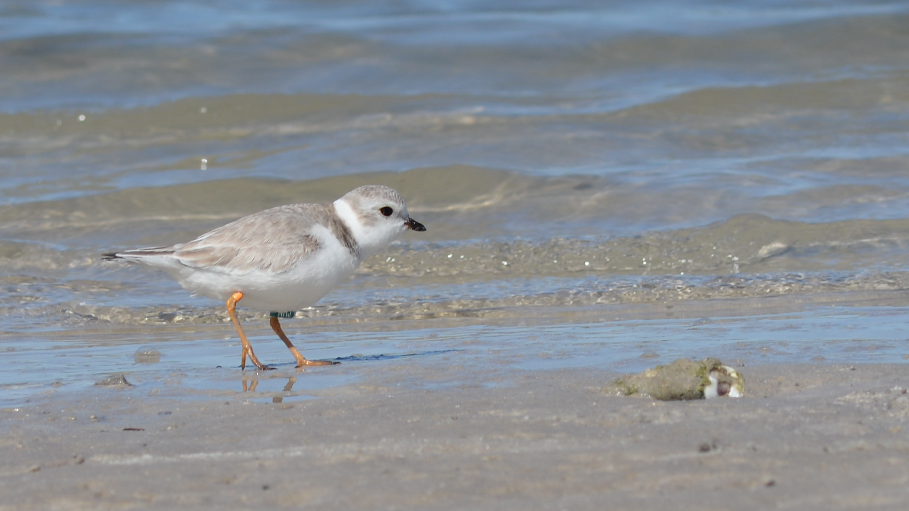 Charadrius melodus at Honeymoon Island in front of the water