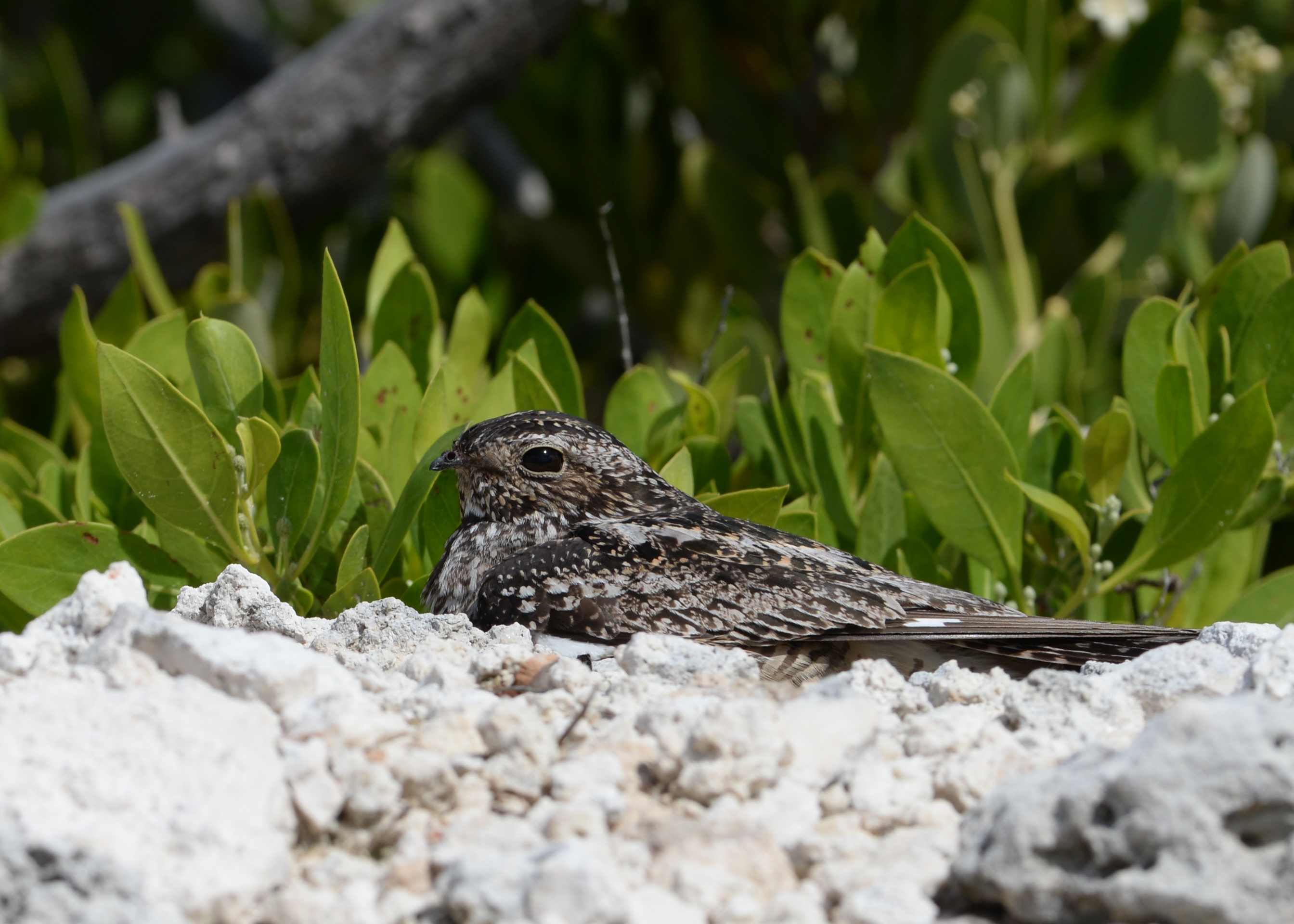 A bird hunkered down in the sand