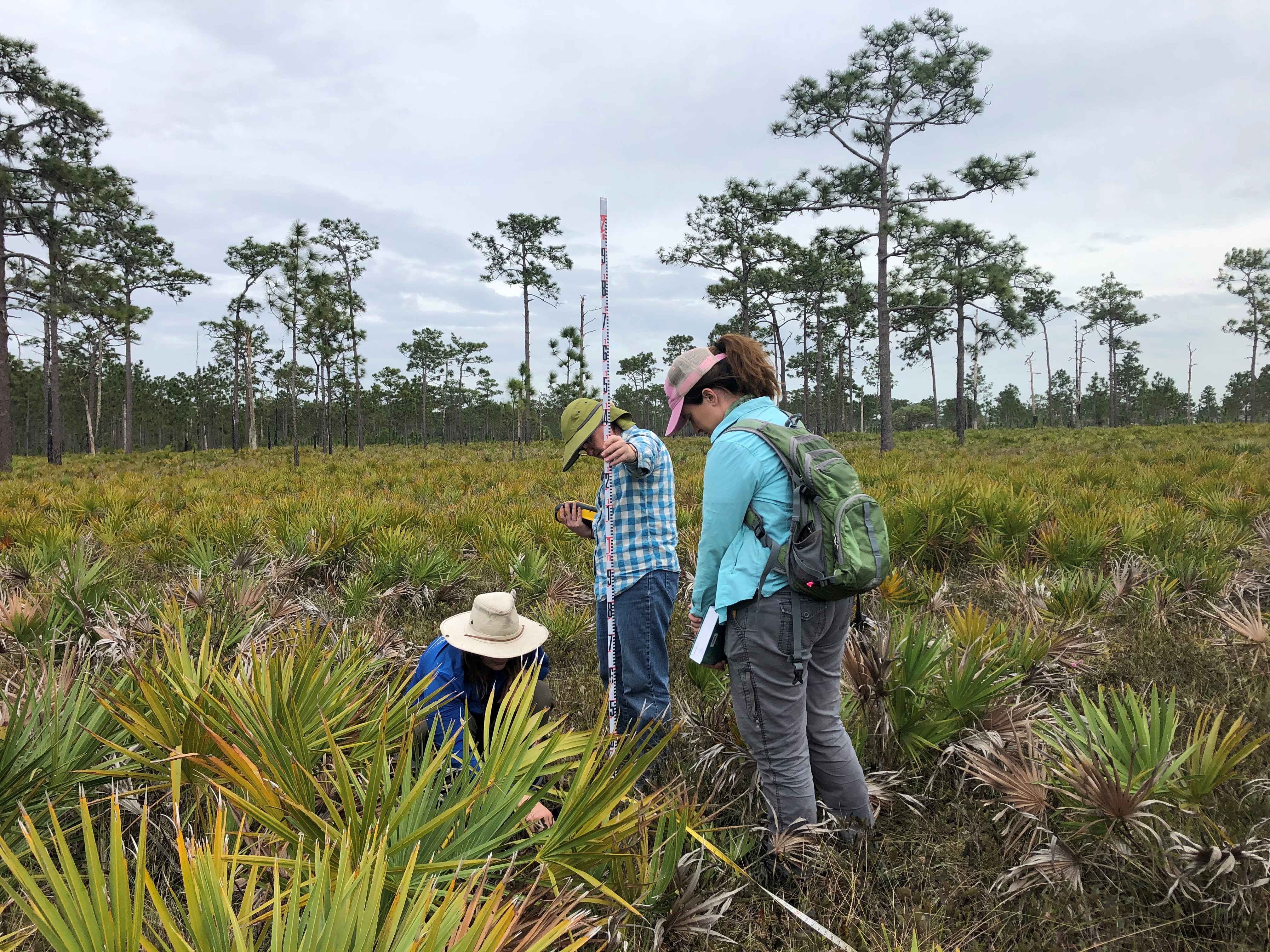 FNAI field scientist surveying for Calopogon multiflorus