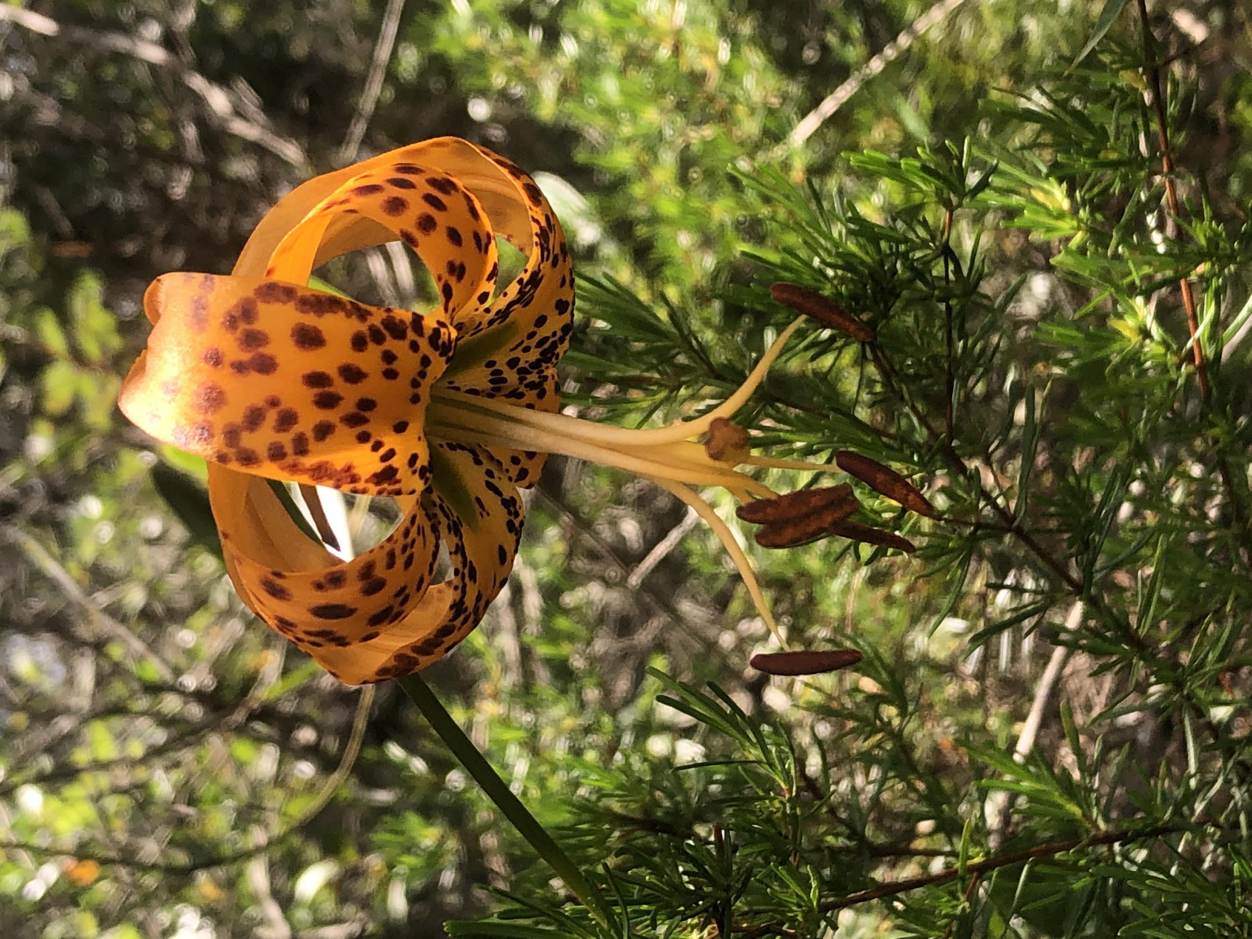 Orange and black lily flower