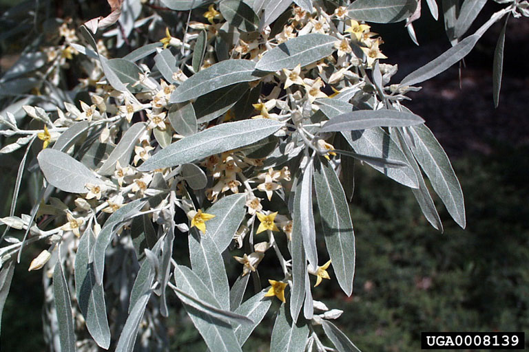 Elaeagnus angustifolia