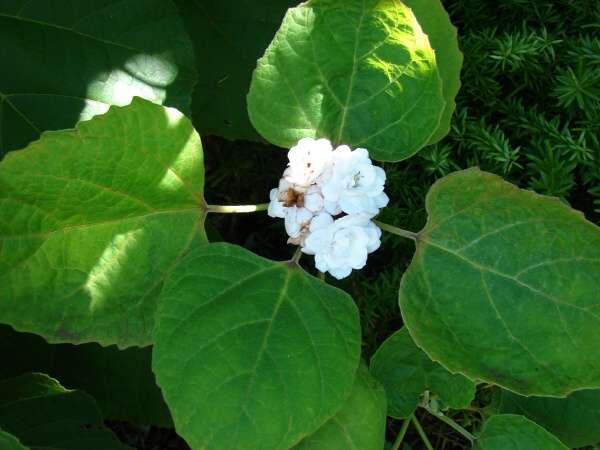 Clerodendrum chinense