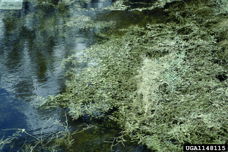 Hygrophila polysperma