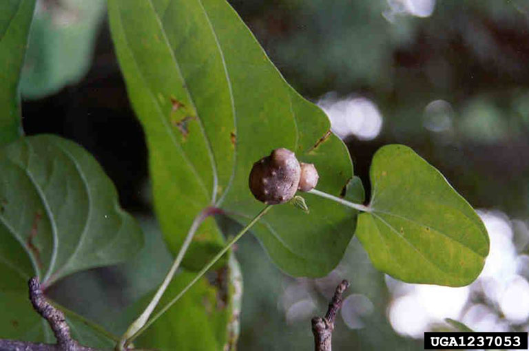 Dioscorea polystachya