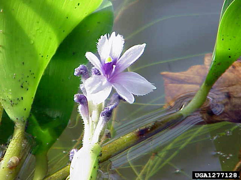 Eichhornia azurea