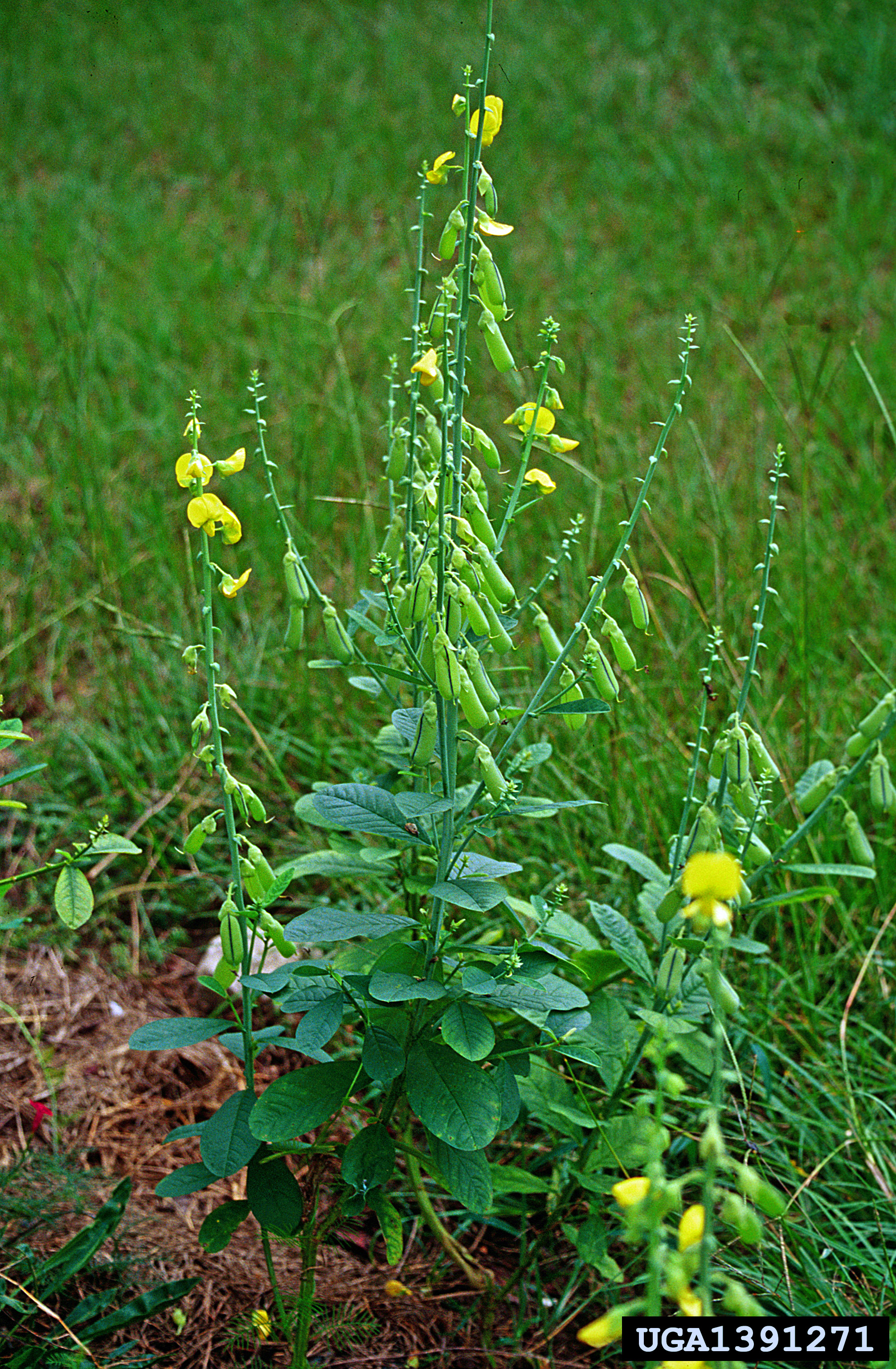 Crotalaria spectabilis