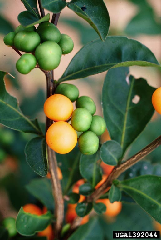 Solanum diphyllum