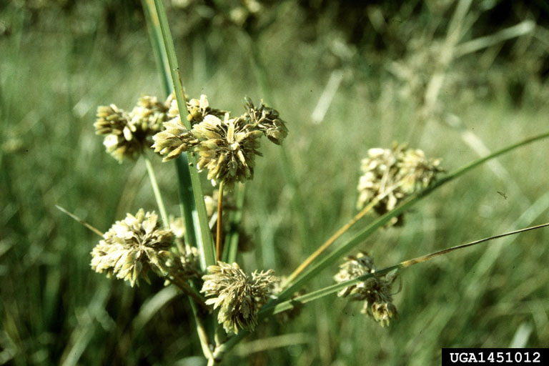 Cyperus entrerianus