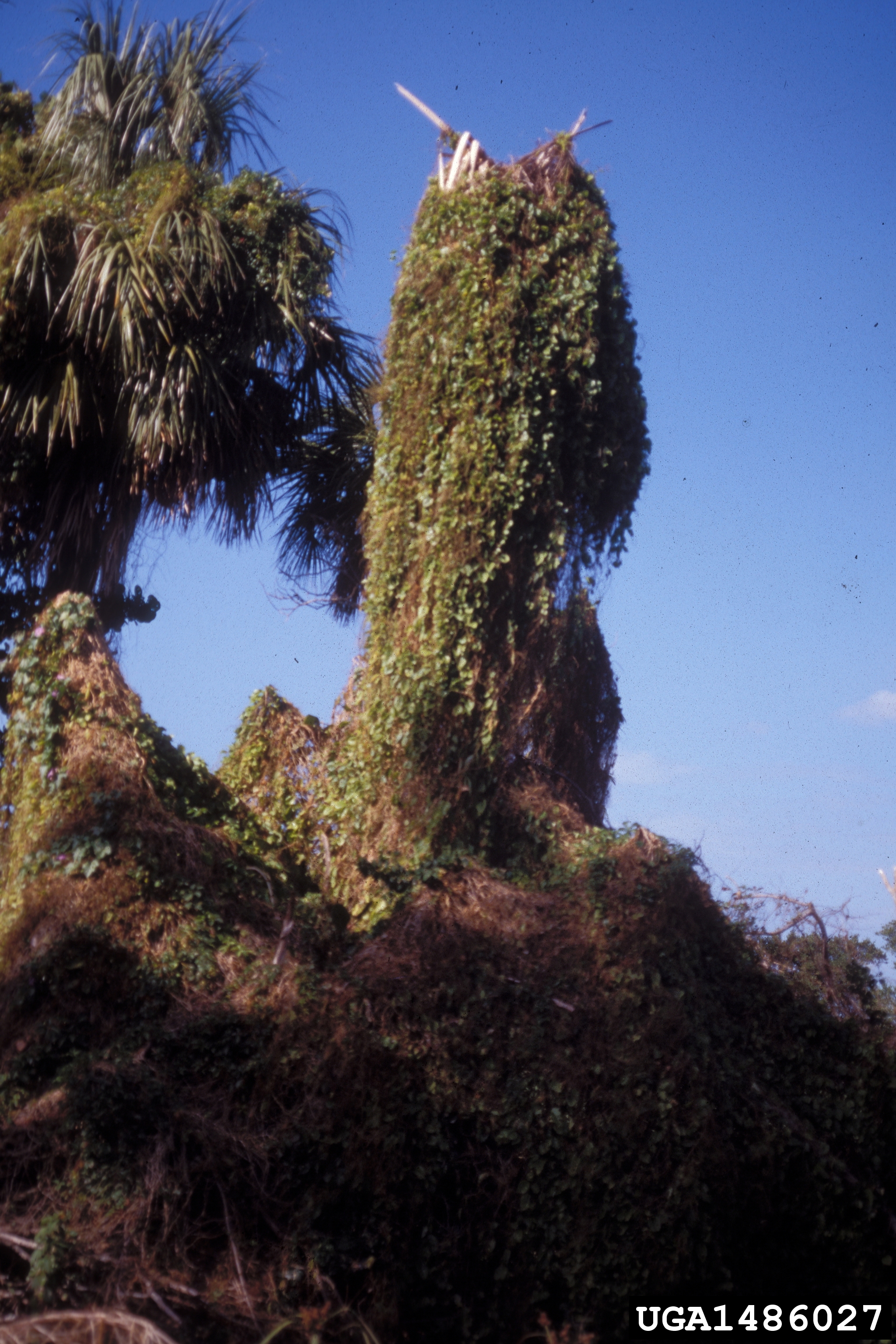 Anredera vesicaria