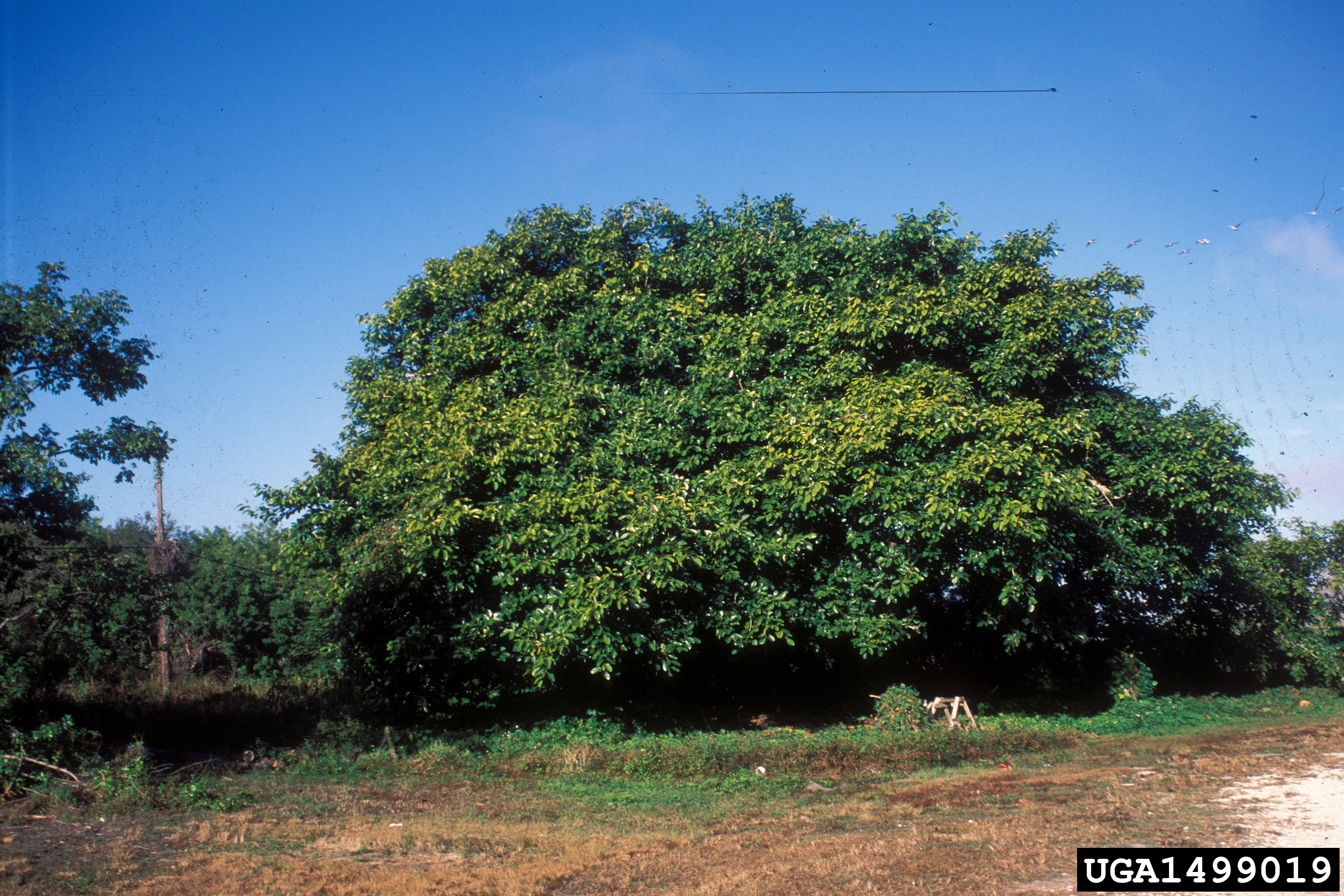 Ficus altissima