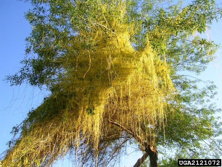 Cuscuta japonica