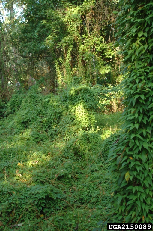 Paederia foetida