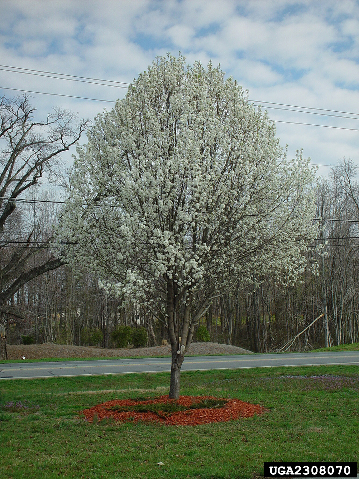 Pyrus calleryana