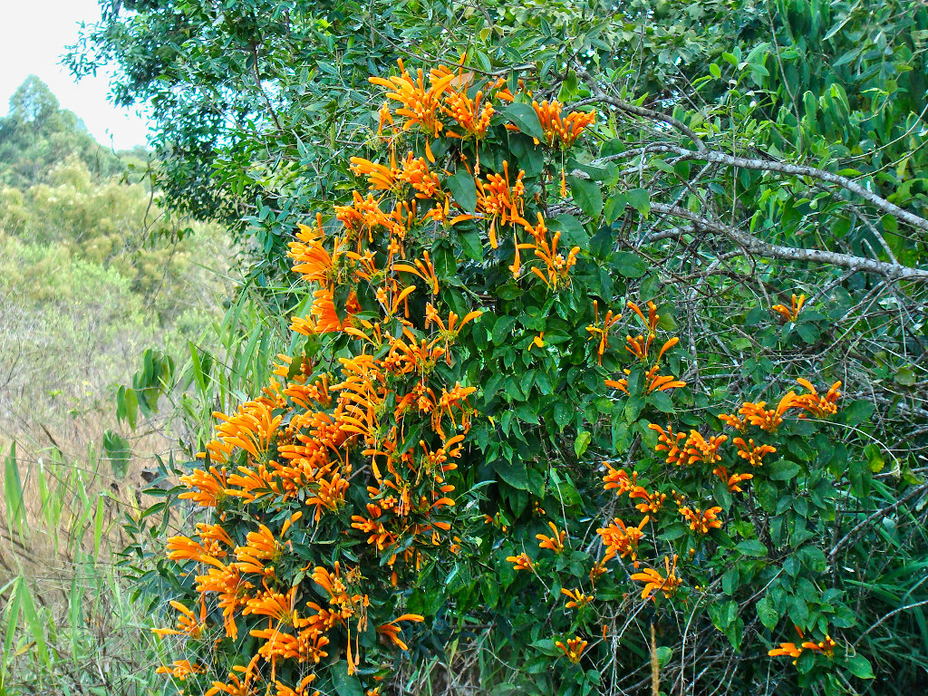 Pyrostegia venusta