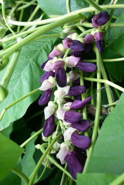 Mucuna pruriens