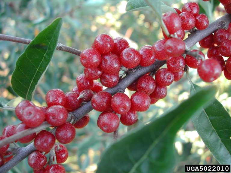 Elaeagnus umbellata