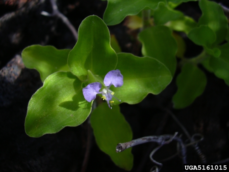 Commelina benghalensis