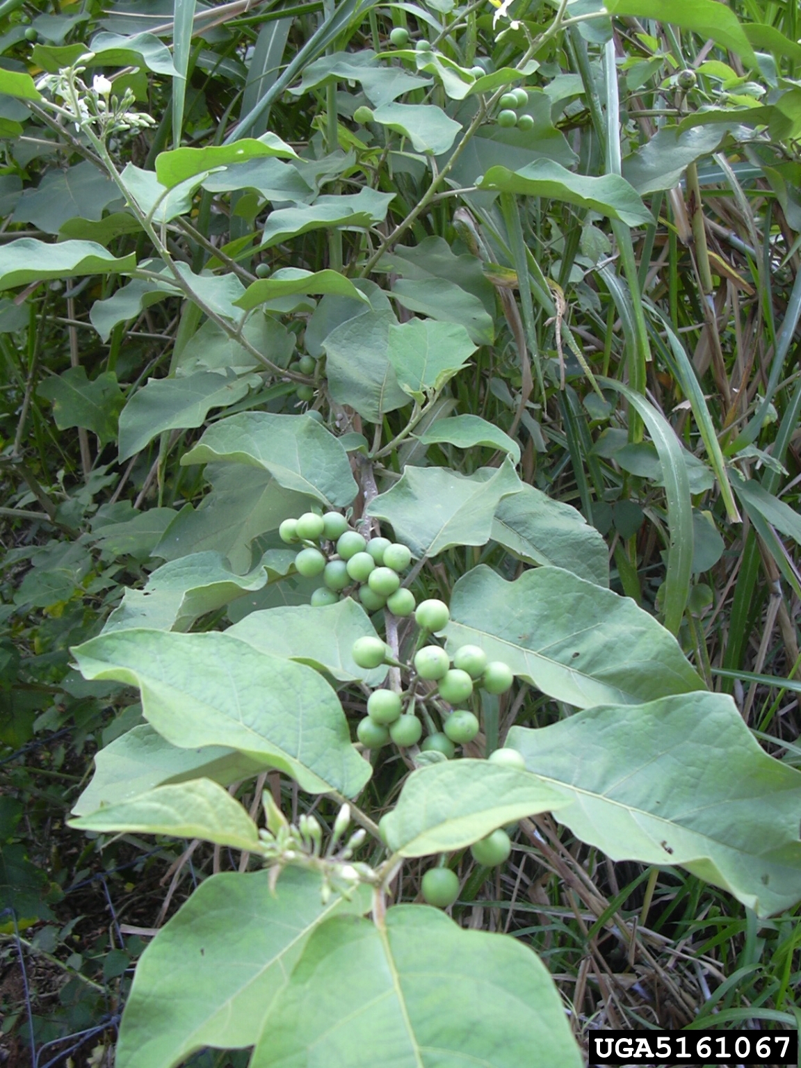 Solanum torvum