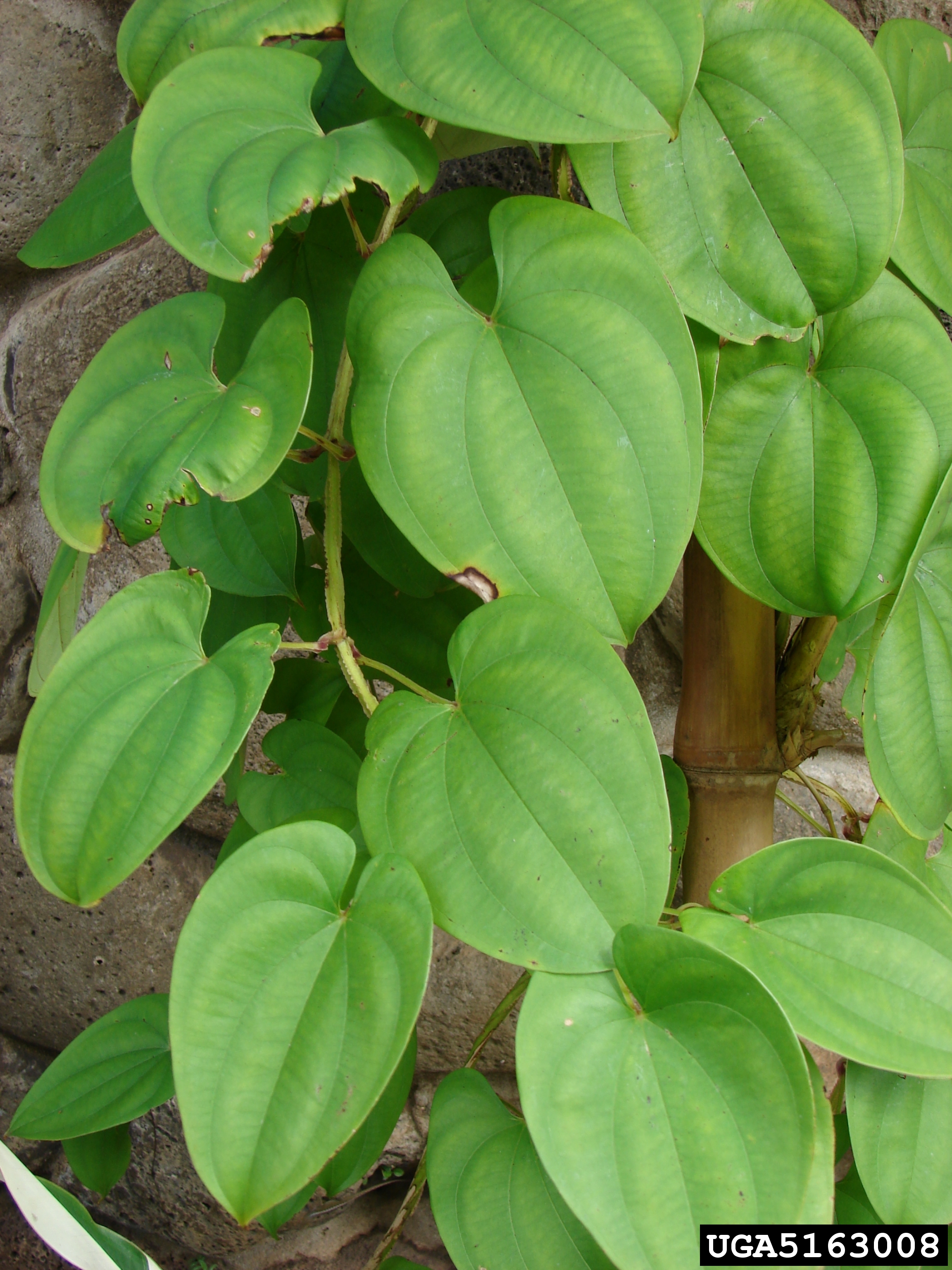 Dioscorea alata