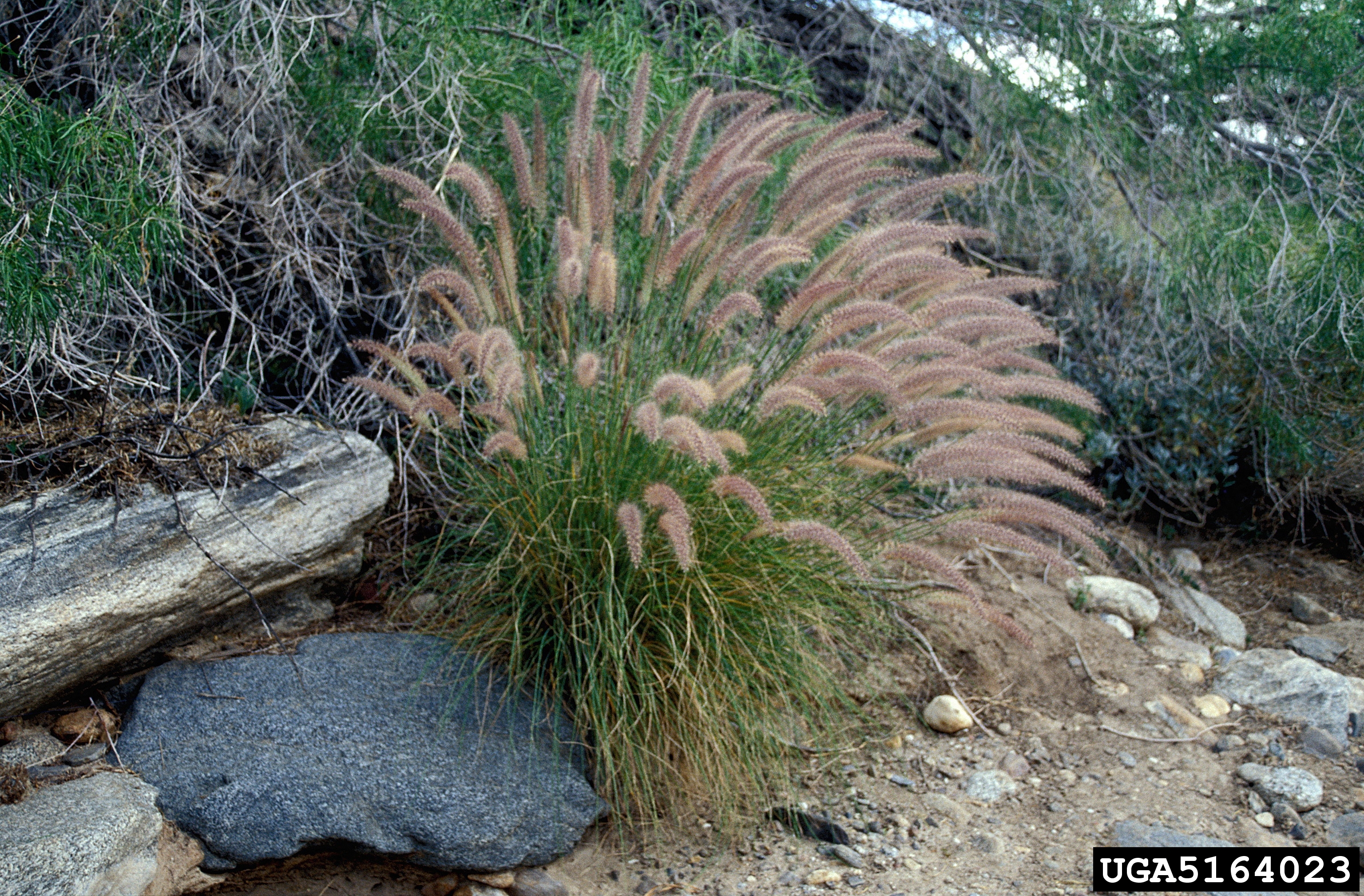 Pennisetum setaceum