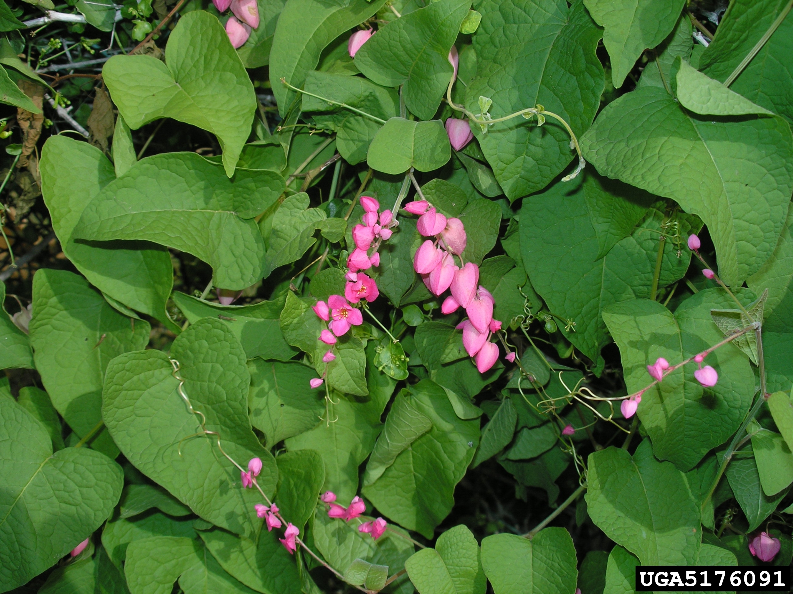 Antigonon leptopus